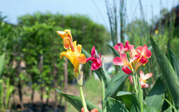 Indian Canna (Canna indica L.) in the garden