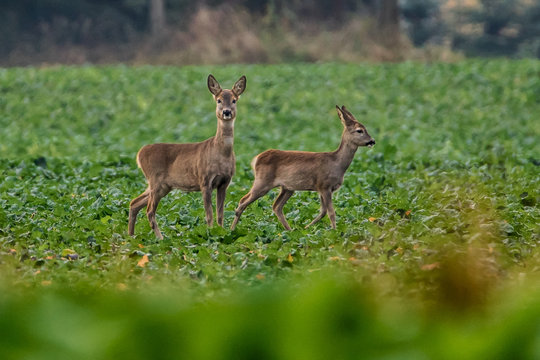 Mother and child - Muter und Kind