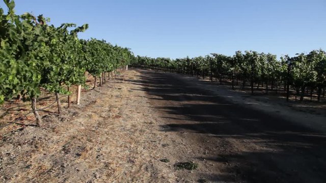 Lush, panorama of ripe wine grapes on the vine. Napa Valley, world famous wine area, one of the most popular tourist destinations in California. Napa Valley is home to more than four hundred wineries.