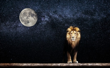 Portret van een mooie leeuw, leeuw in de sterrennacht en maan