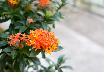 orange Ixora flower in garden