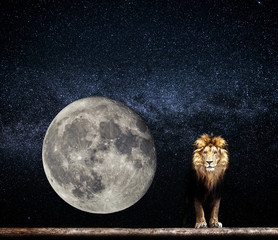 Obraz premium Portrait of a Beautiful lion, lion in the starry night and moon
