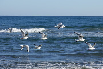 Gabbiani in volo