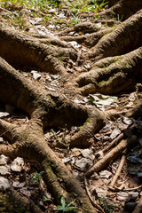 Big tree root in nature