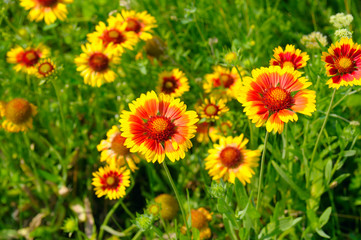 Fototapeta premium Beautiful background of garden flowers