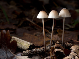 Small, common fungus. Mycena Polygramma, beautiful setting © Mushy