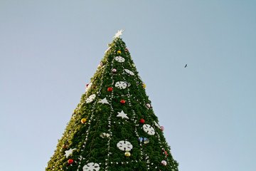 Tip of the Christmas tree on the background of blue sky with bird