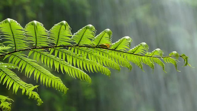 Close-up of fern moved by the breeze with background of falling water.
