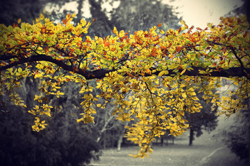 Bright yellow branch of autumn tree