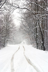 snowfall on the country road