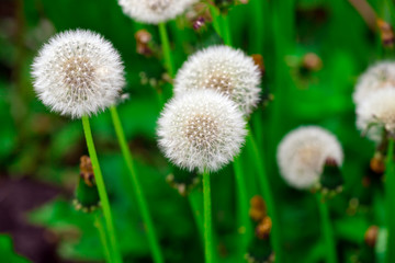 fresh dandelions with blurred background..