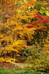 Colorful foliage in the autumn park