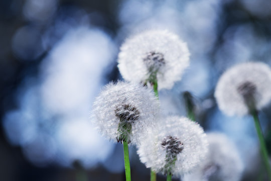dandelion flower with blurred background..