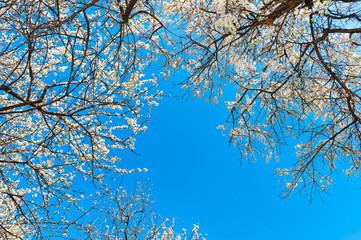 blooming apple trees against blue sky background