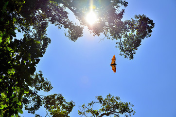  flying bat