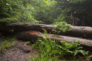 Obraz premium Umgestürzte Baumstämme, Wildnispfad, Nationalpark Schwarzwald, Baden-Württemberg, Deutschland, Europa