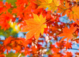 Fototapeta na wymiar fall red maple forest background