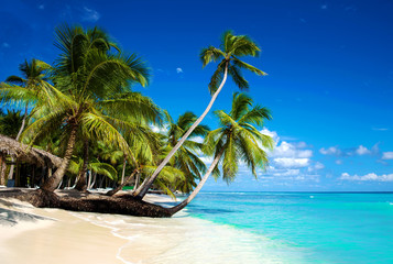 Tropical beach in caribbean sea, Saona island, Dominican Republic - obrazy, fototapety, plakaty