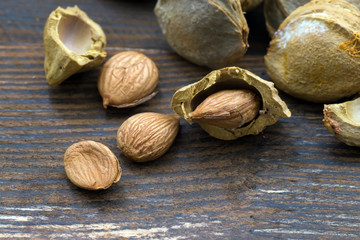 Kernel apricot pits..