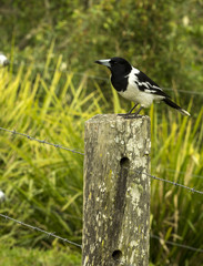 Pied Butcher Bird