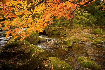 fall forest stream Elomovsky with red maple trees in russian Pri