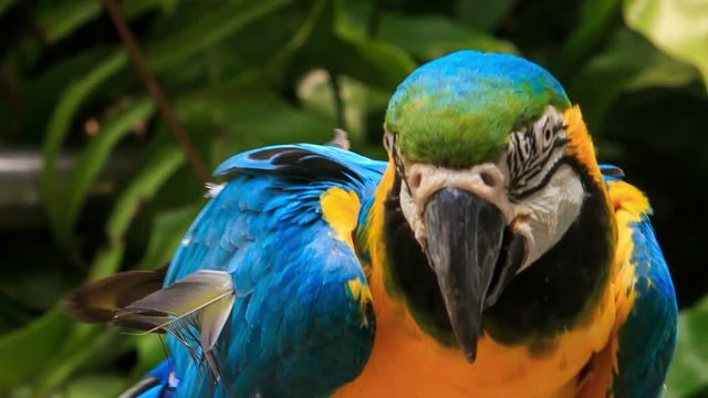 closeup blue-gold Macaw parrot turns head