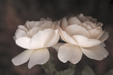 Two white roses