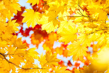 Naklejka na ściany i meble red yellow fall maple leafs illuminated by sun natural backgroun
