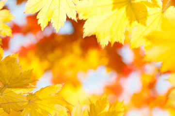 Fototapeta na wymiar red yellow fall maple leafs illuminated by sun natural backgroun