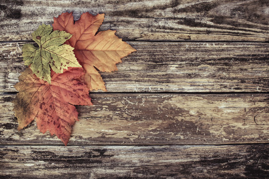 Image of Autumn Leaves Background
