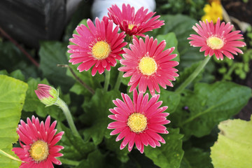 Image of Pink Gerber Daisies
