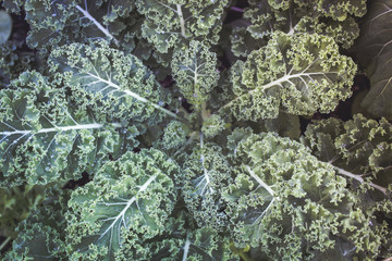 Image of Giant Kale Plant
