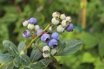 Image of Organic Blueberries Growing
