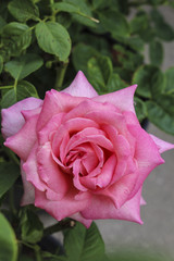 Image of a Pink Rose
