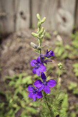 Image of a Purple Wildflower
