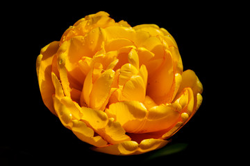 yellow flower with water drops against a black background