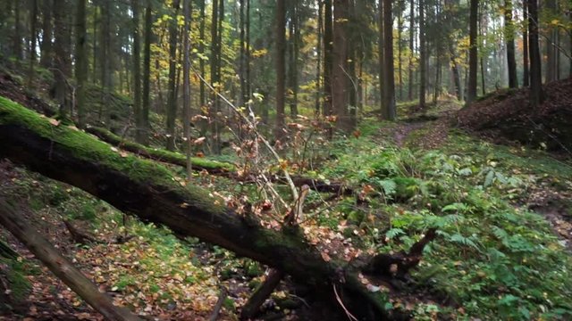 Naturwald und Schlucht in Mitteleuropa