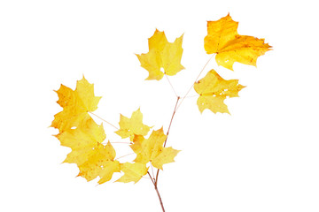 Yellow fall leaves of a sugar maple