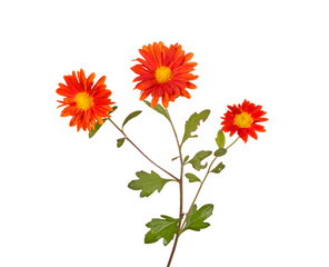 Stem with three orange flowers of hardy chrysanthemum isolated