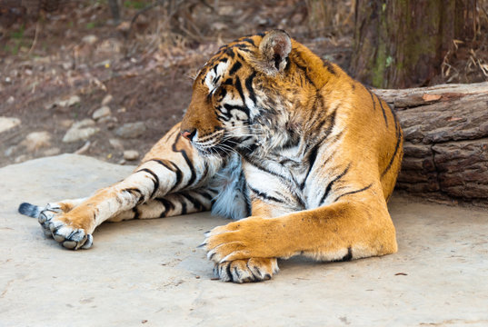 Rare Siberian Ussur Amur Tiger Seoul Grand Park Zoo