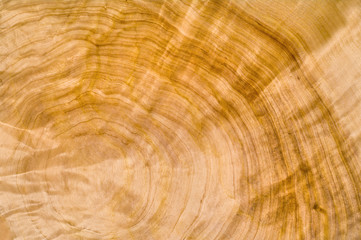 Naklejka premium slice of wood timber natural background