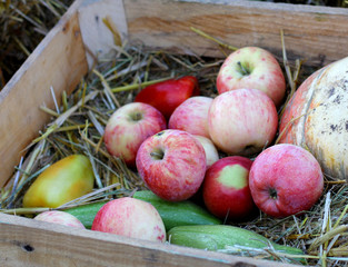 Ripe natural organic apples on wooden box