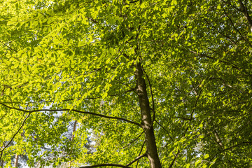 Green beech leaves illuminated by the sun.