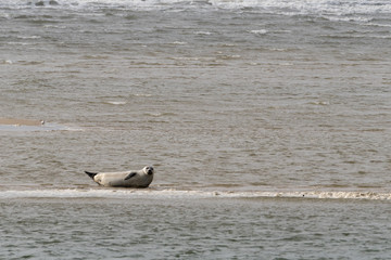 Robben auf einer Sandbank