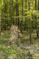 An uprooted tree stump in the woods.