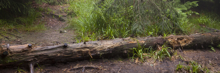 Umgestürzter Baumstamm, Wildnispfad, Nationalpark Schwarzwald, Baden-Württemberg, Deutschland, Europa