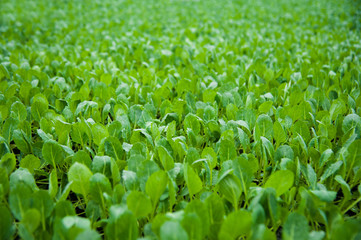 Young plants in greenhouse, close up