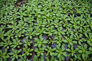 Young plants in greenhouse