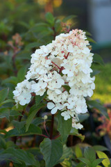 Hydrangea paniculata VANILLE FRAISE 