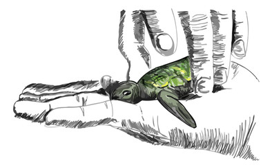 Hand holding a small sea turtle. Art sketch illustration.